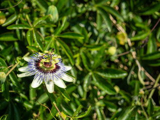 Passion flower in full bloom