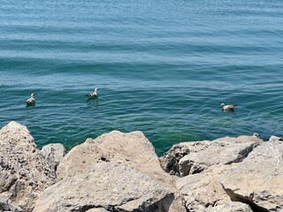 Marmara Sea with Birds and Boulders, Bostancı, Istanbul, Turkey