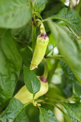 Green peppers on the plant in the garden. Shallow depth of field