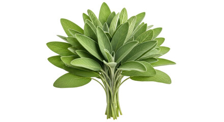 Isolated Bunch of Sage Leaves