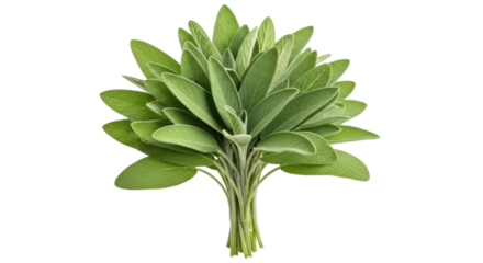 Isolated Bunch of Sage Leaves