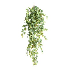 Fototapeta premium Elegant hanging plant with lush green leaves, perfect for adding a touch of nature to any space