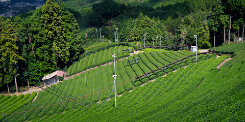 Naklejka premium japanese tea plantation in the area of kyoto prefecture