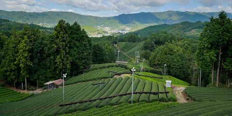 Keuken achterwand Kyoto  japanese tea plantation in the area of  kyoto prefecture  © MICHEL