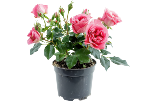 Beautiful pink roses in a pot surrounded by green leaves perfect for indoor decoration or gifting to loved ones