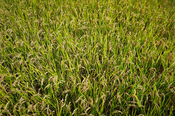 View of green rice field