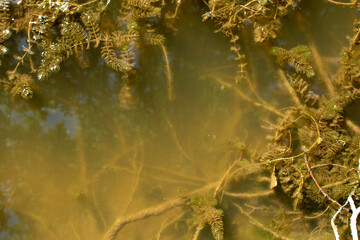 Myriophyllum spicatum under river water	