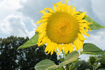 Close up of a sunflower	