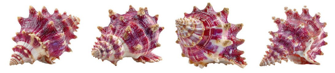 Obraz premium Collection of four spiky pink murex shells displayed in different angles against a transparent background