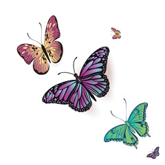 set of colorful butterflies