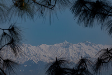 This scenic image captures the grandeur of the snow-covered Himalayan mountain peaks framed by lush pine branches in Himachal Pradesh, India.