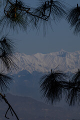 Snow covered mountain peaks framed by pine trees. A breathtaking view of snow-covered mountain peaks beautifully framed by pine tree branches in Himachal Pradesh, India.
