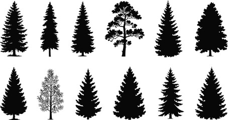 Obraz premium Collection of diverse evergreen coniferous trees in silhouette