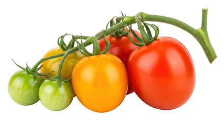 Isolated Vine Tomatoes