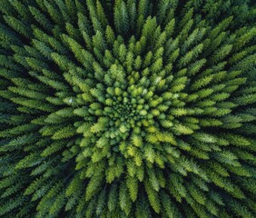 Dense forest canopy, radial pattern.  Aerial view