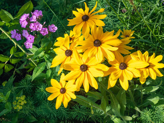 Yellow rudbeckia and violet phlox flowers contrast in cottage garden