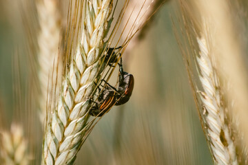 Pair of Austrian beetles mating on wheat spike