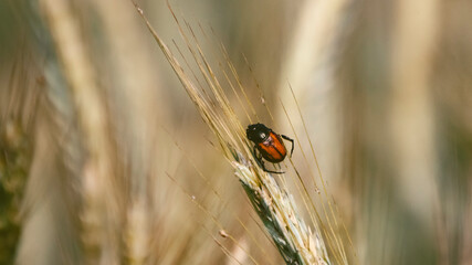 Austrian beetle (Anisoplia austrica) on wheat spike