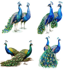Set of isolates without background featuring vibrant peacocks displaying their feathers.