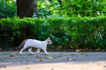 The kitten is walking in the garden.