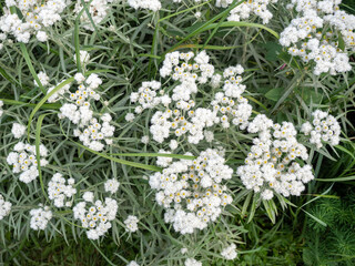 Silver foliage pearly everlasting anaphalis shrub with white blooms