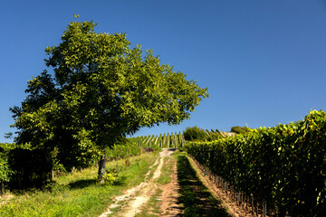 Vineyard.