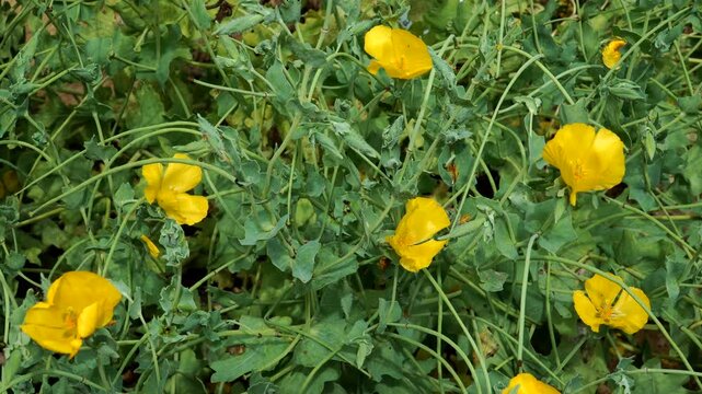 Yellow Horned Poppy (Glaucium flavum L.) in vivid bloom with crinkled yellow petals and grey-green leaves, known for horn-shaped seed pods and traditional healing properties.
