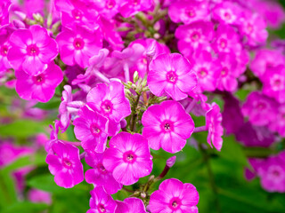Vibrant pink phlox inflorescence macro in sunny garden
