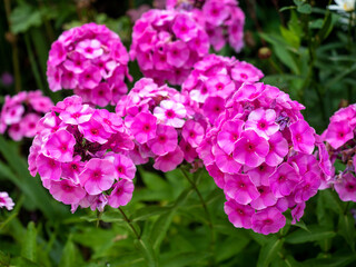 Rounded clusters of pink phlox florets in green garden
