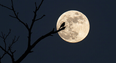 Naklejka premium Bird on Tree with Chuseok Moon Behind