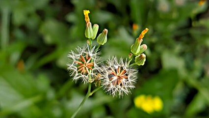 Dandelion flower 