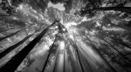 Black and white forest canopy, sunbeams piercing through