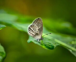 butterfly on green leaf