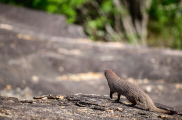 Ruddy Mongoose stands alert on a rocky surface, looking into the distance at Yala National Park
