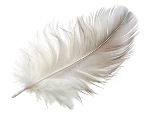 A single white feather isolated -  on a white background.PNG