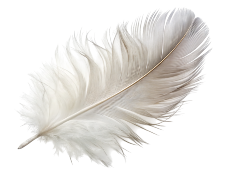 A single white feather isolated - on a white background.PNG