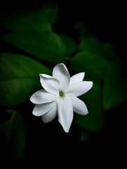white frangipani on black background