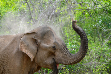Obraz premium Elephant sand bath, spraying sand over its back with its trunk, sand flying through the air above its head