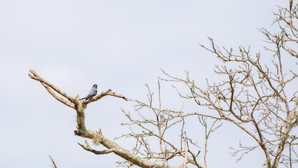 Crested treeswift female bird perched on a dry bare tree branch at Yala National Park. 