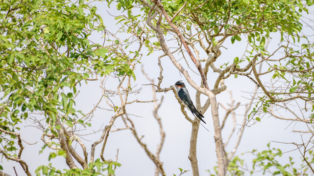 Crested treeswift male bird perched on a tree branch surrounded by green leaves at Yala National Park