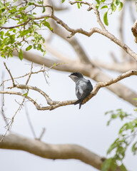 Crested treeswift female bird perched on a tree branch surrounded by green leaves at Yala National Park