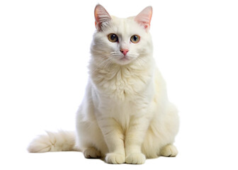 Healthy organic roaming natural white and village cat isolated on white background