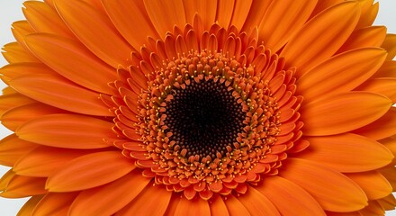 Bold Orange Gerbera Daisy Vibrant Energy