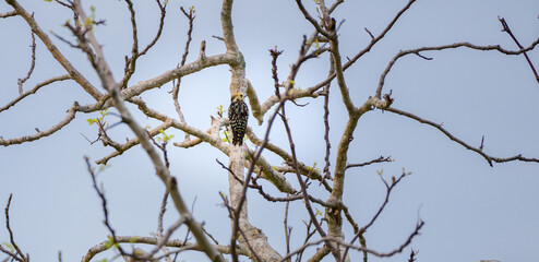 Yellow-crowned woodpecker female bird perched on a tree trunk surrounded by bare branches at Yala National Park.