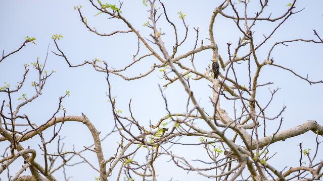 Yellow-crowned woodpecker female bird perched on a tree trunk surrounded by bare branches at Yala National Park.