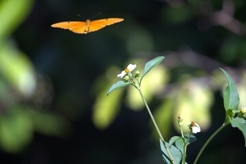 butterfly on a flower