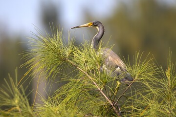 great blue heron