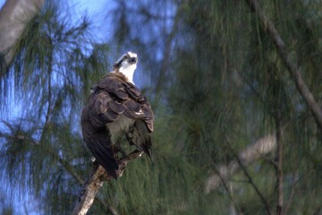 osprey in the tree