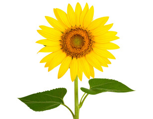 Obraz premium Sunflower Stem with Leaves and Slight Tilt, Natural Angle, Transparent PNG