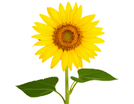 Sunflower Stem with Leaves and Slight Tilt, Natural Angle, Transparent PNG